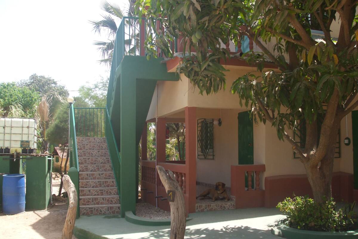 Un espacio al aire libre cubierto con un perro descansando bajo un árbol, rodeado de follaje y un edificio con suelo de baldosas.