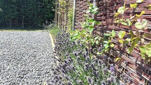 Une allée de gravier menant à un bâtiment, bordée d’une clôture en osier et de plantes de lavande.