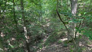 A dense forest with a variety of trees and underbrush.