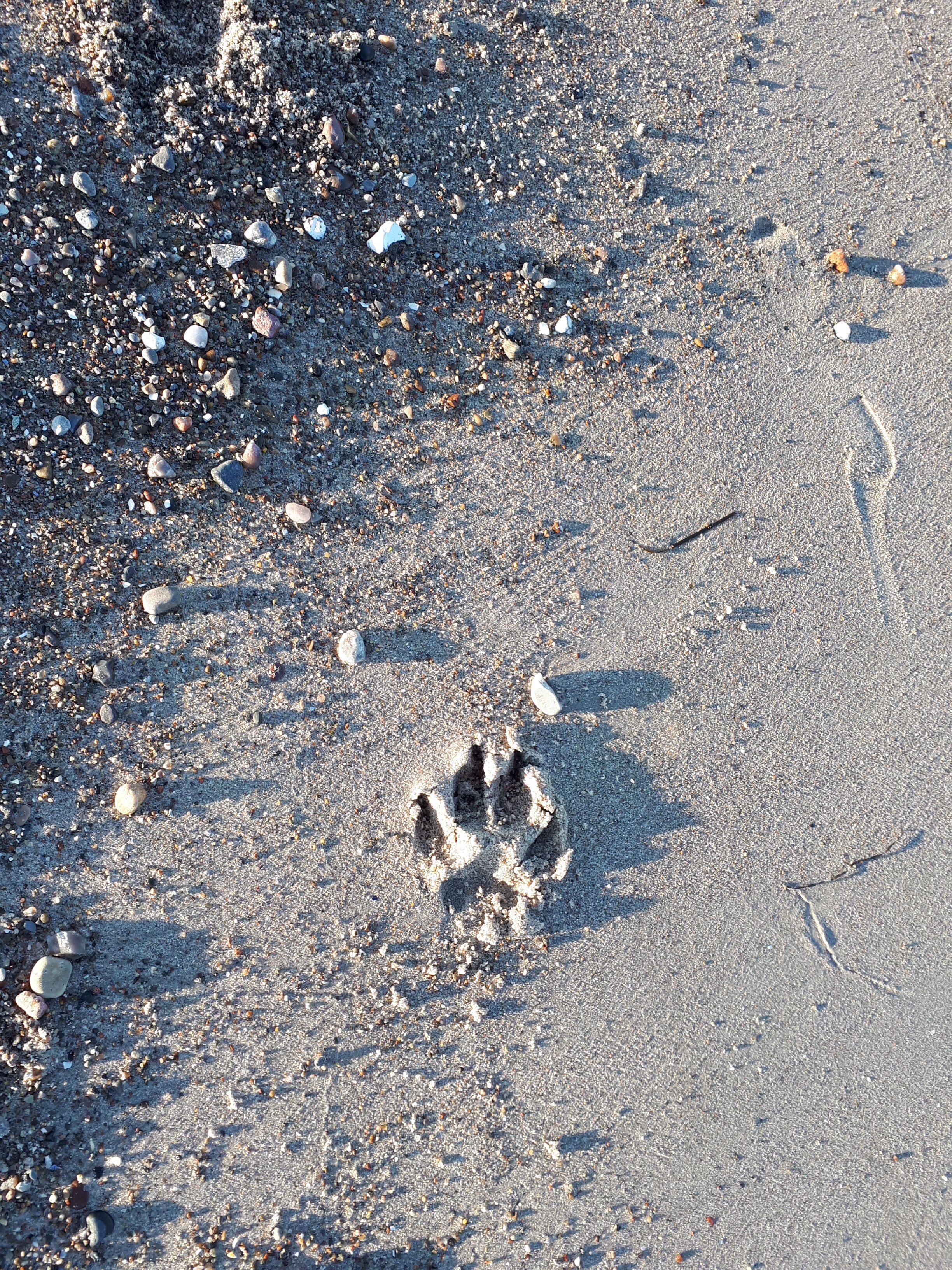 A sandy beach with scattered pebbles and shells.