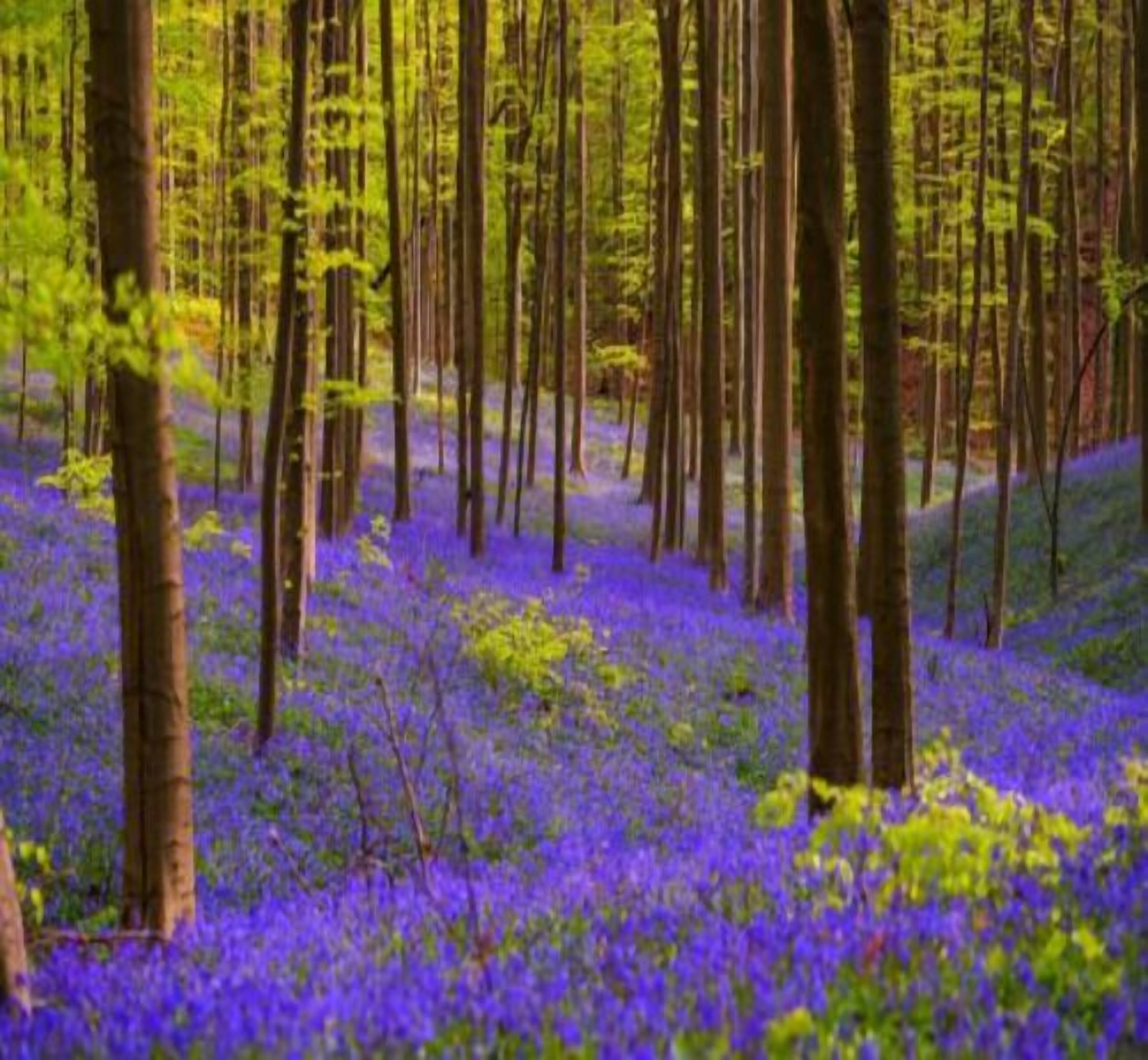 A forest with tall trees and a ground covered in purple flowers.