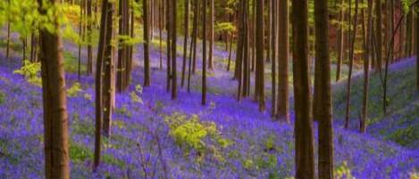 A forest with tall trees and a ground covered in purple flowers.