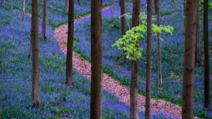 Une forêt avec de grands arbres et un sentier.