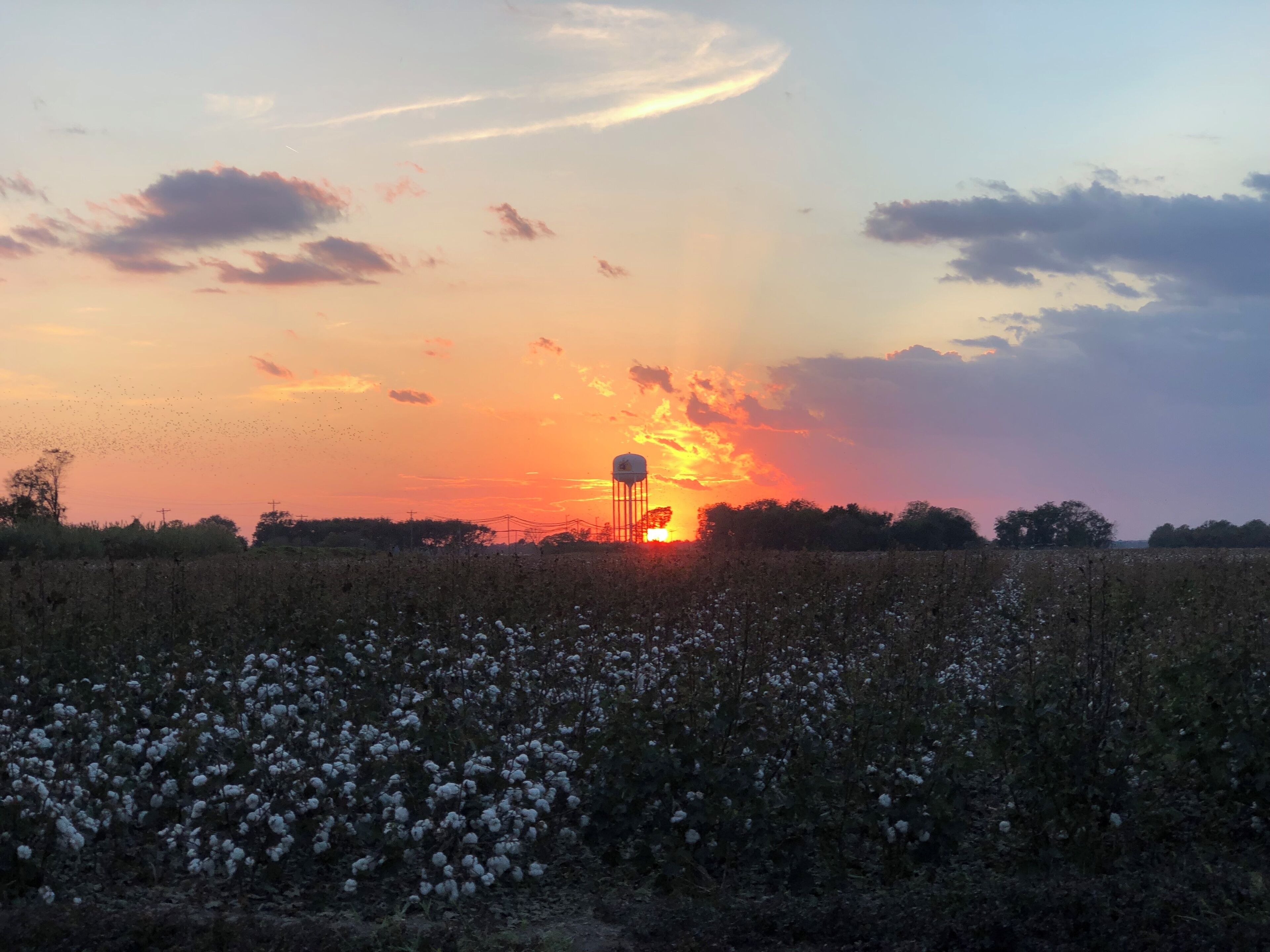A sunset over a field with a water tower.