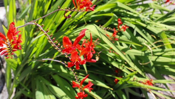 A close-up of red flowers with green foliage. - Seattle Scandi-Boho Gem: Walk to Waterfront! (Seattle)