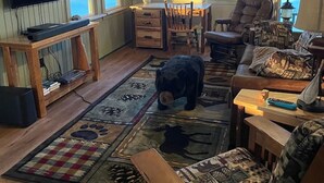 A cozy living room with a television, wooden furniture, a ceiling fan, and a view of the outdoors. - Beautiful lakefront cottage, Ambajejus Lake (Northern Piscatiquis Cnt)