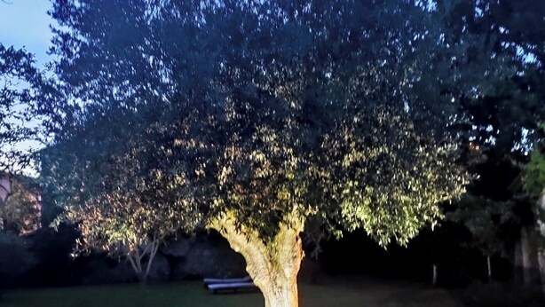 A tree in a stone planter with a bench nearby. - 4 Bed Villa - Sleeps 8 - Garden - Fireplace (Port-Sainte-Foy-et-Ponchapt)