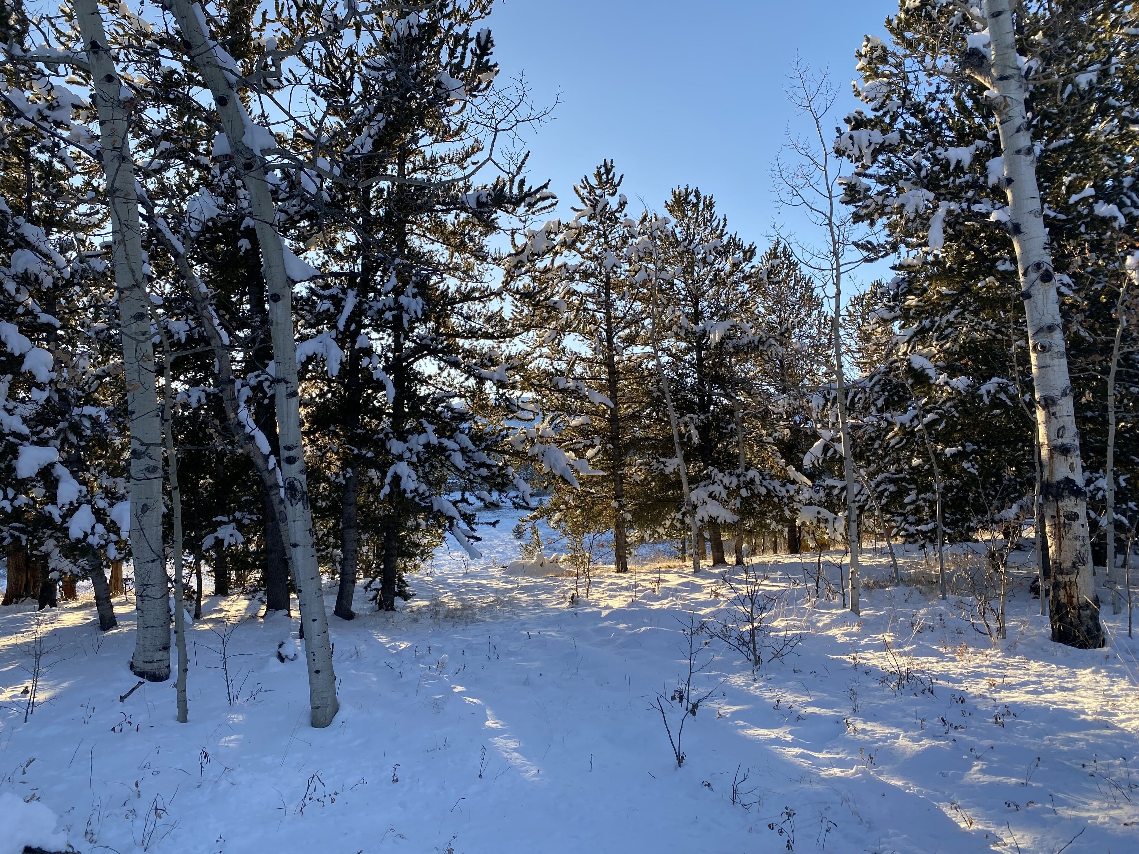 Een besneeuwde bos met hoge bomen en een heldere lucht.