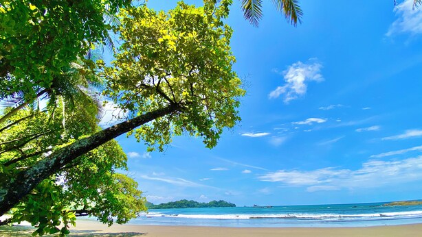 Ein Strand mit blauem Himmel, Palmen und Wellen.