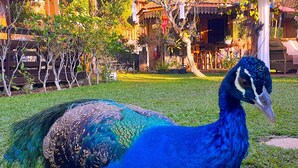 A peacock standing on a paved path with grass and trees in the background. - Viang Yonok Hotel Restaurant Sports Club (Chiang Saen)