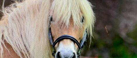 A close-up of a horse with a black bridle.