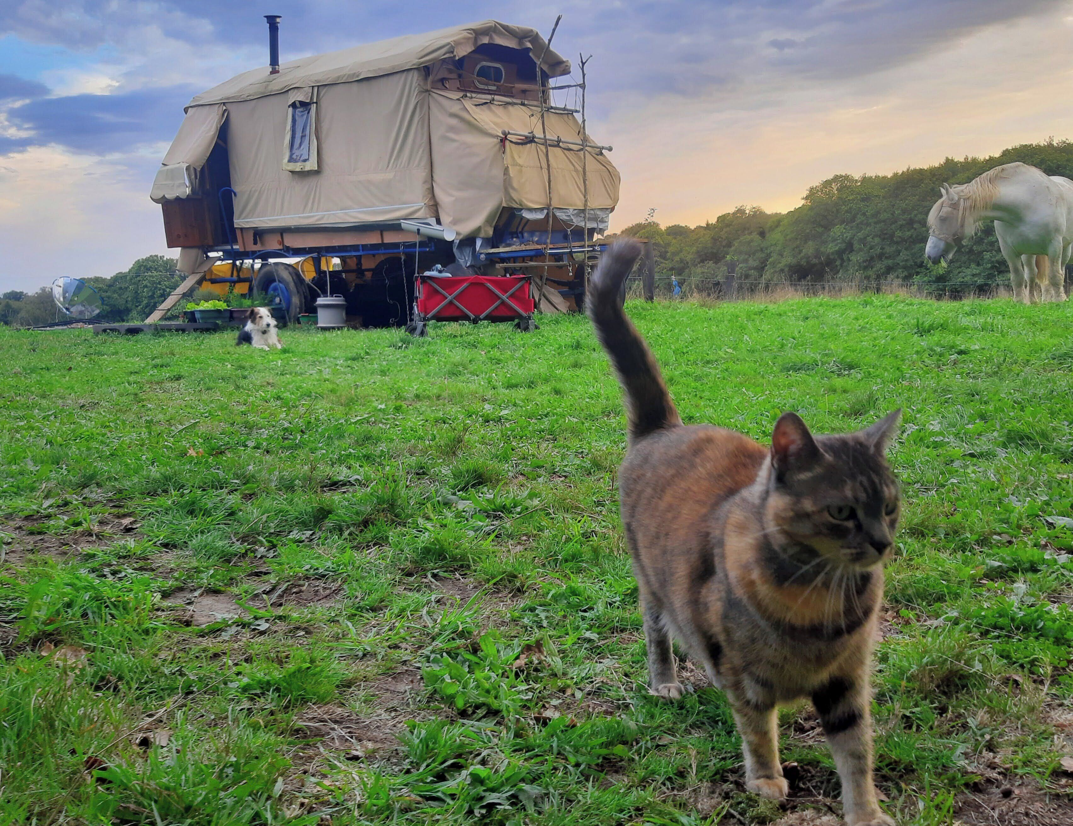 A cat walking towards a tent-like structure in a grassy field.