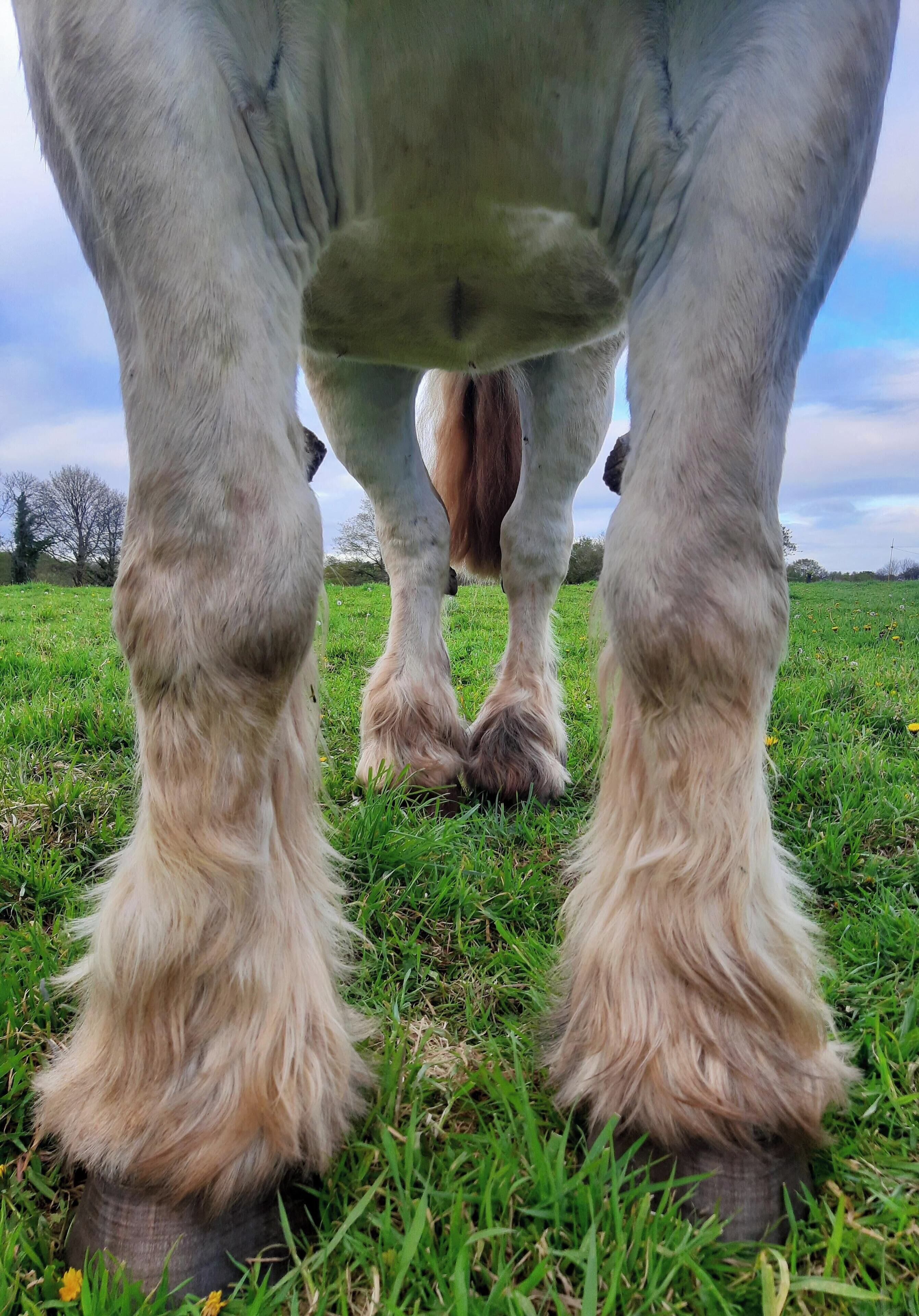 A close-up of a horse's legs and hooves in a grassy field.