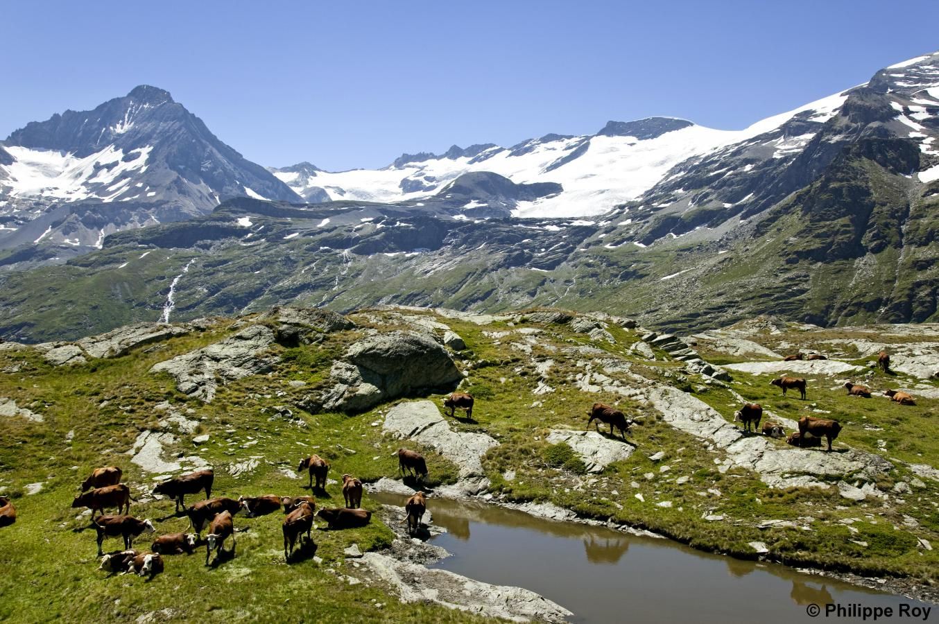 A mountainous landscape with grazing cows and a small pond.