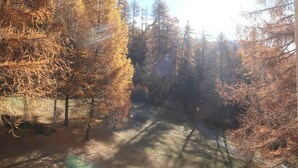 A forested area with a dirt path.