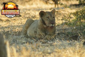 Shared Dormitory, 1 Bedroom, Accessible, Balcony | Miscellaneous - Room-zambezi Family Lodge - Buffalo Room (Victoria Falls)
