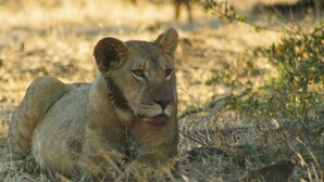 Un lion allongé sur de l’herbe sèche, dans un environnement naturel.