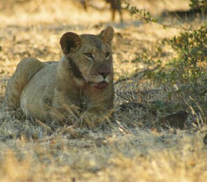 Shared Dormitory, 1 Bedroom, Accessible, Balcony | Miscellaneous - Room-zambezi Family Lodge - Buffalo Room (Victoria Falls)