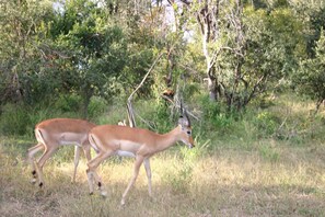 Two deer in a grassy field with trees in the background. - Room-zambezi Family Lodge - Buffalo Room (Victoria Falls)