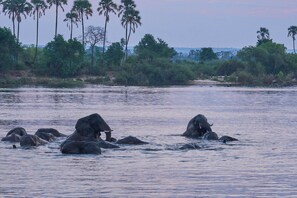 Elephants in water with a forest and palm trees in the background. - Room-zambezi Family Lodge - Leopard Room (Victoria Falls)
