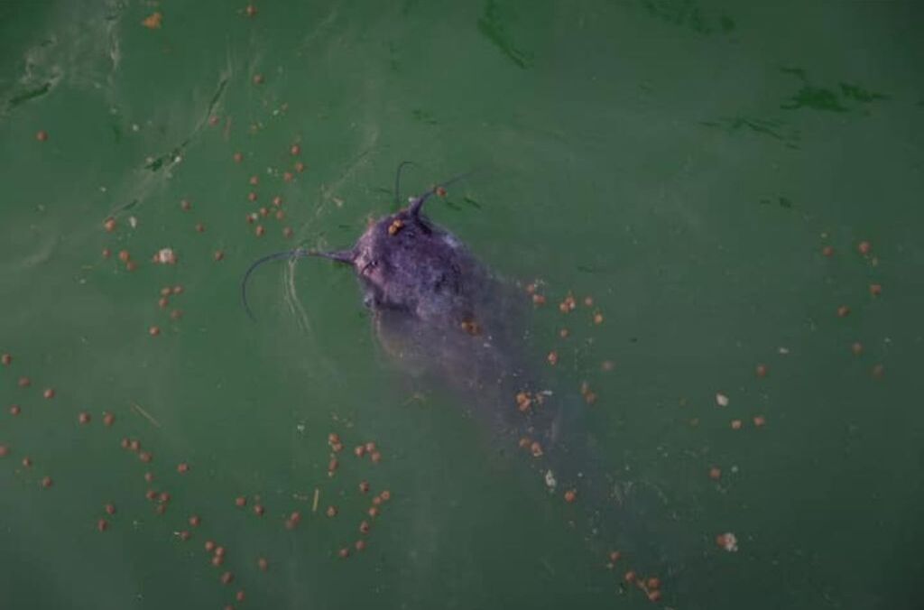 A large, dark-colored fish in a greenish body of water.