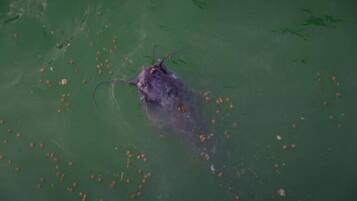 A large, dark-colored fish in a greenish body of water.
