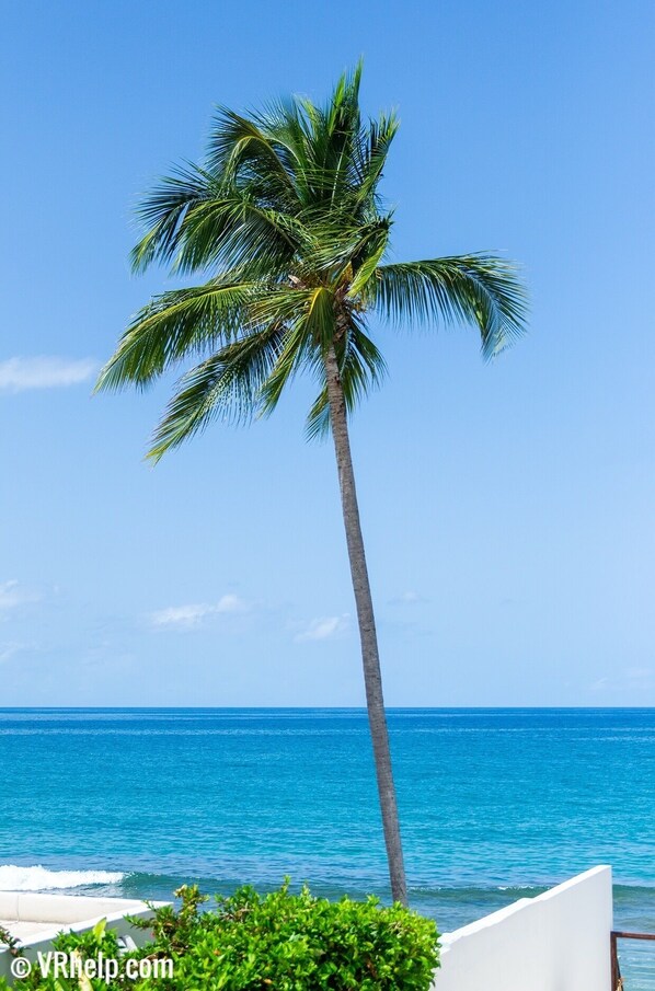 A tall palm tree with a clear view of the ocean and a white structure in the foreground.