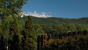 Viñedo con hileras de vides y una montaña al fondo.