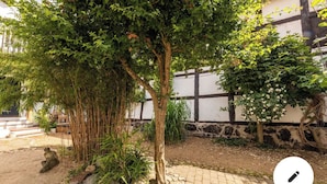 Une cour avec un arbre, un mur de pierre et un plant de bambou.