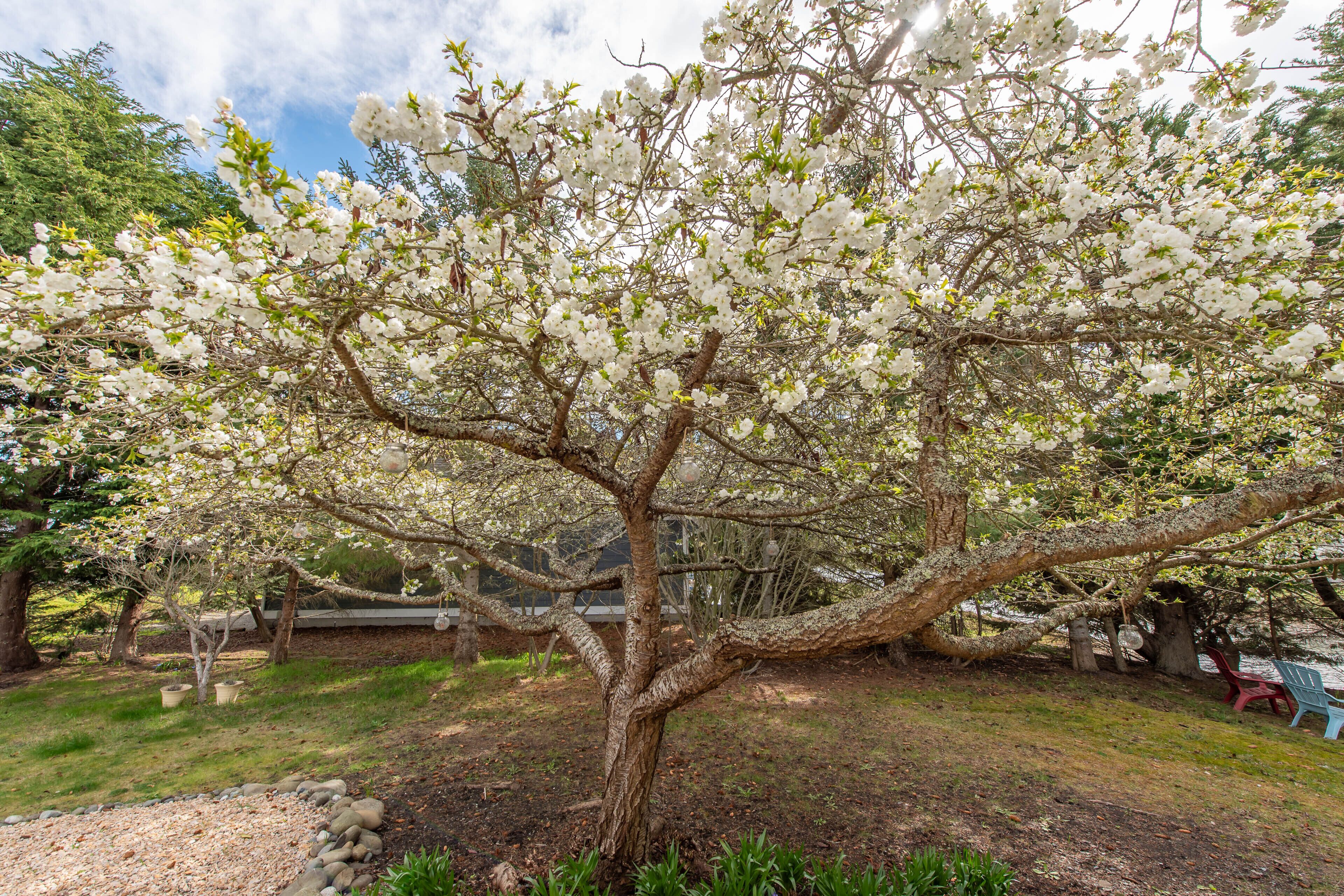 A tree with white blossoms in a landscaped area with a bench and a chair.
