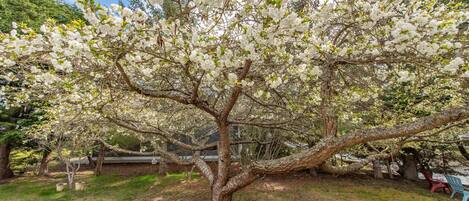 A tree with white blossoms in a landscaped area with a bench and a chair.