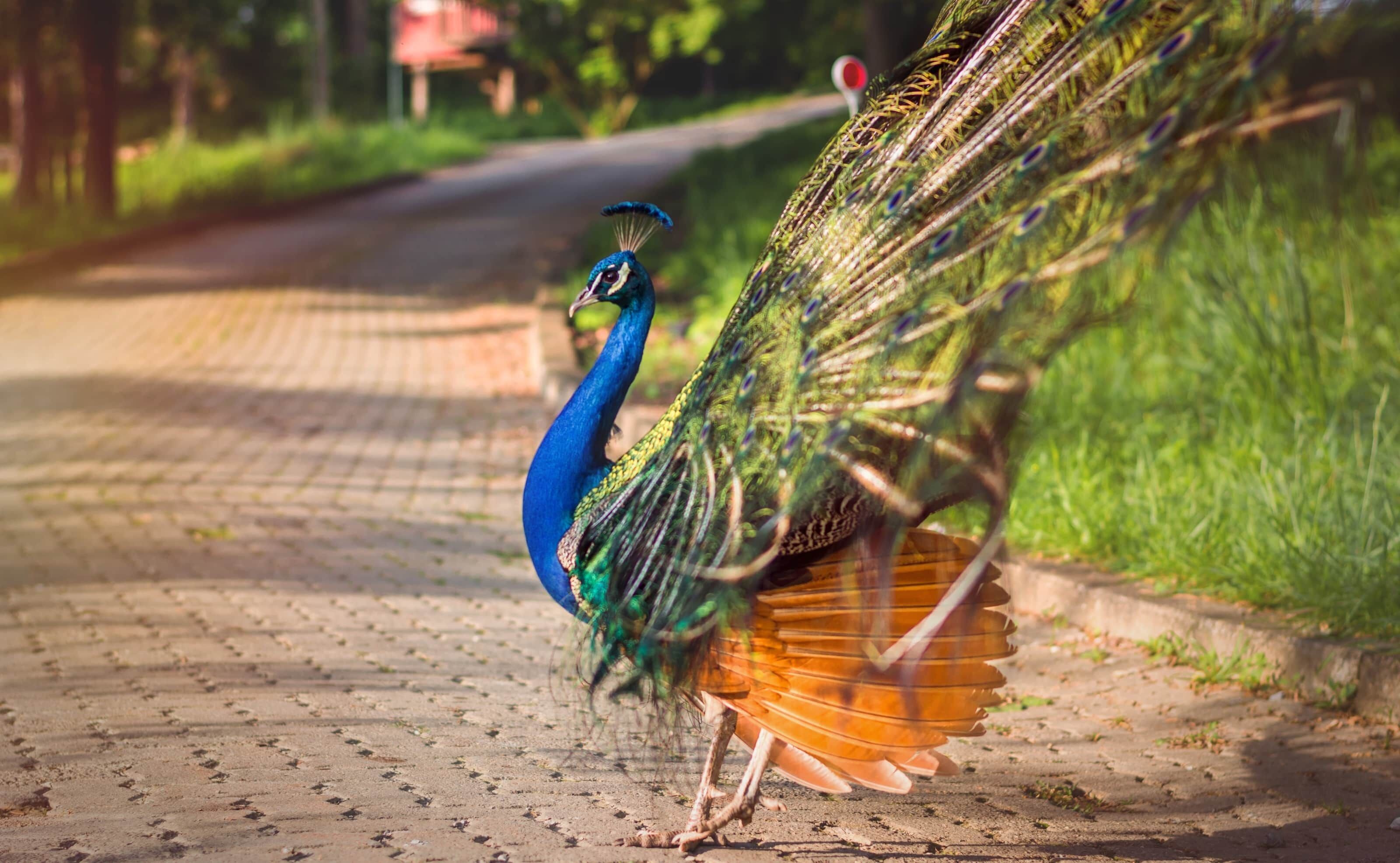 A peacock walking on a paved path.