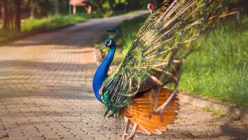 A peacock walking on a paved path.