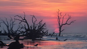 A sunset over a beach with leafless trees and birds. - Swamp Fox Retreat in Historic Willowbank Neighborhood.15 minutes to PI.  (Georgetown)