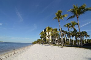 Uma praia com uma fileira de palmeiras e um edifício com vários andares.