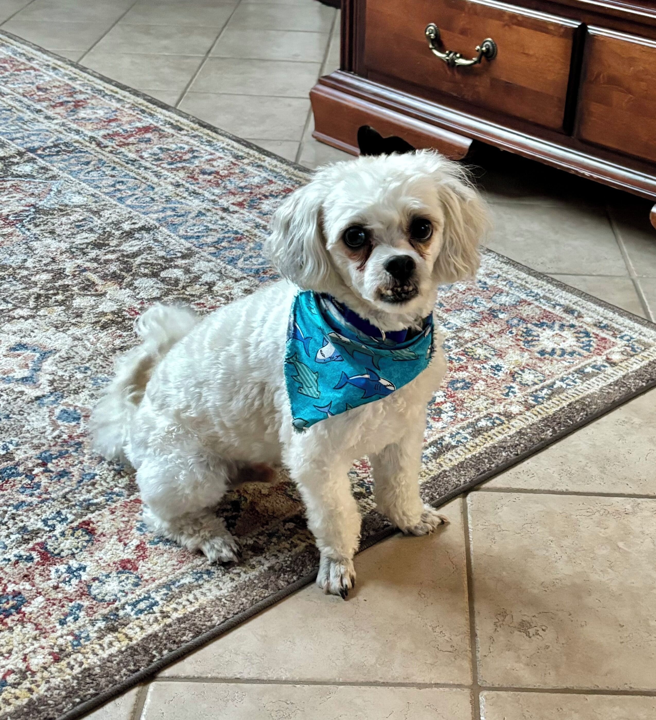 A small white dog with a blue bandana sitting on a patterned rug in a room with tiled flooring and a wooden piece of furniture in the background.