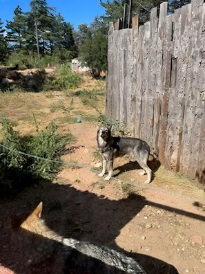 Un cane in piedi vicino a una recinzione di legno, in un ambiente naturale con alberi e un sentiero sterrato.