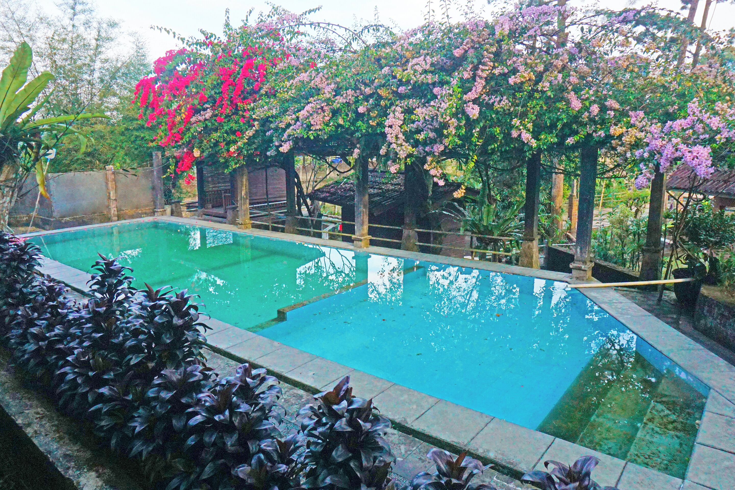 Una piscina rectangular con una terraza de madera y una pérgola cubierta de hiedra florida.