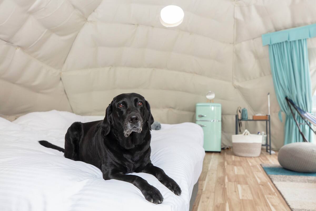 A tent-like room with a bed, a small cabinet, and a hammock.