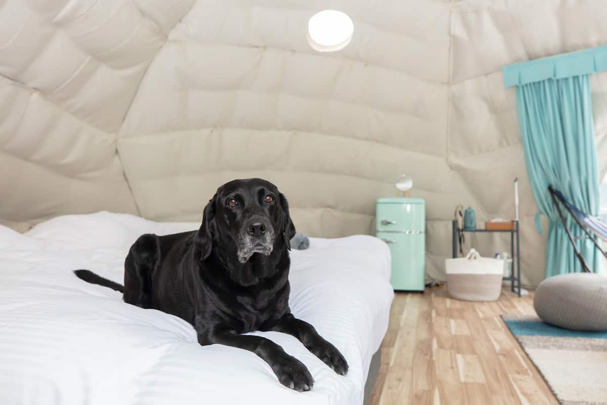 A tent-like room with a bed, a small cabinet, and a hammock.