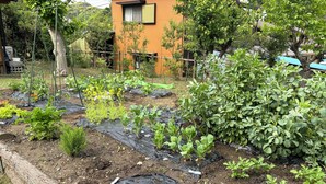 A garden with various plants and a wooden structure in the background. - Sasayakana Ouchi S Nogi (Futtsu)