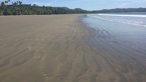 A wide sandy beach with gentle waves, a clear sky, and a line of palm trees in the background.