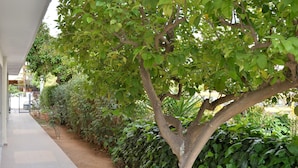 Un pasillo exterior cubierto bordeado por setos cuidados y un árbol de hojas verdes.