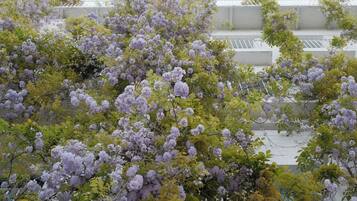 Een gebouw met een witte gevel en een boom met paarse bloemen ervoor.