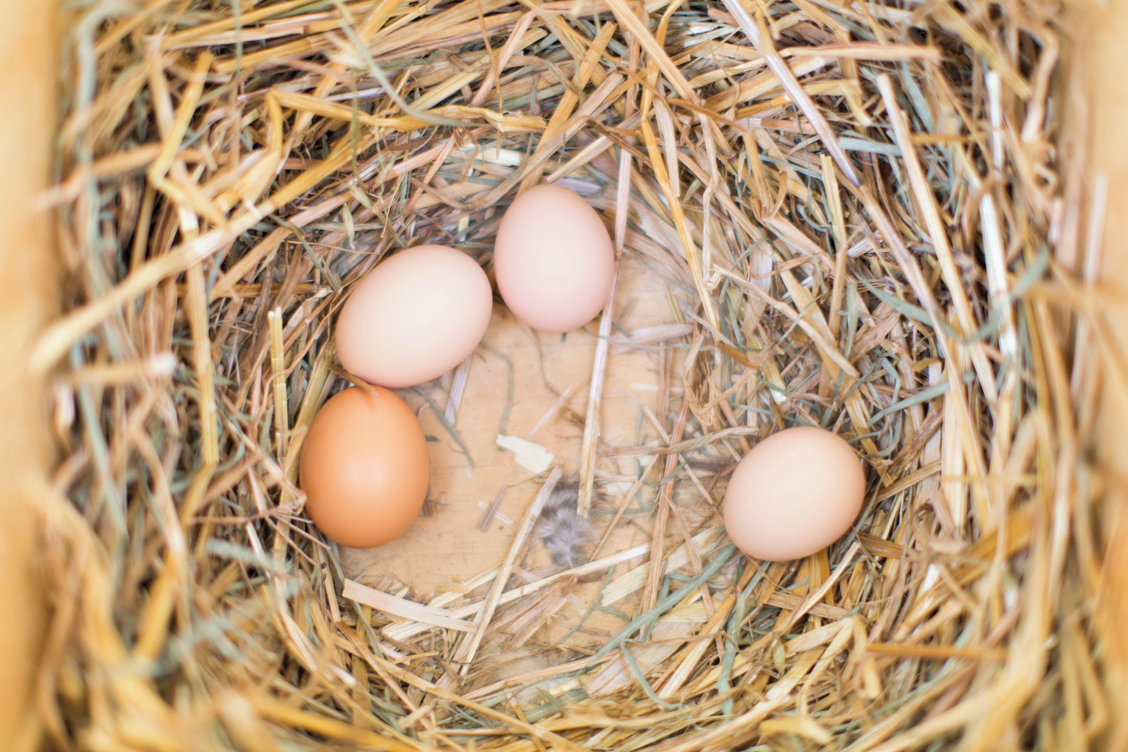 A nest with four eggs.