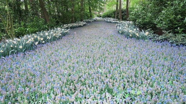 A pathway lined with dense floral arrangements, surrounded by lush greenery and trees. - Hotel Carillon (Haarlem)