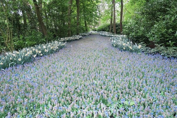 التنزّه سيراً على الأقدام