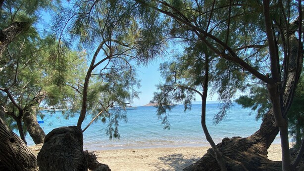 A beach with trees and a clear view of the sea. - Eskiyali Otel (Bodrum)