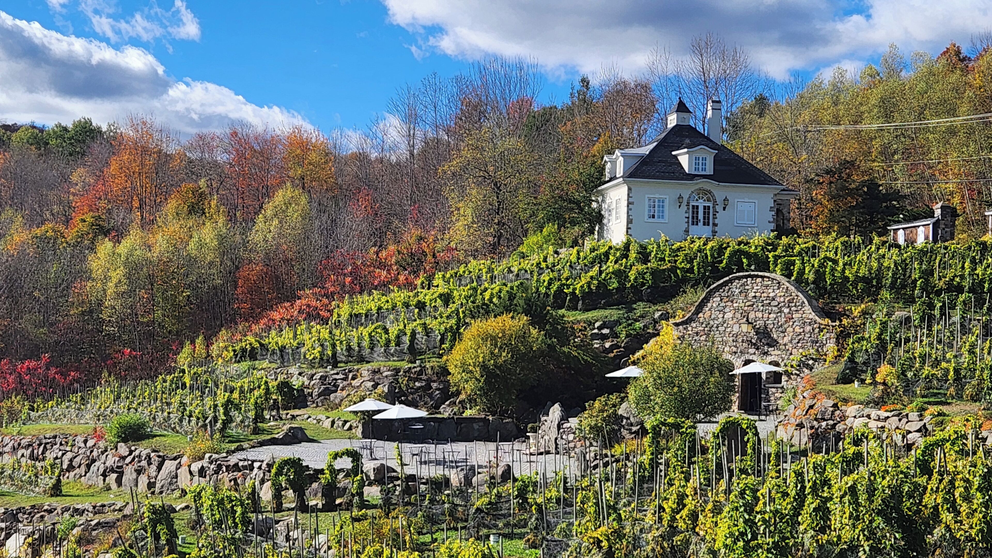 A vineyard with a stone wall, a white building with a black roof, and a clear blue sky.