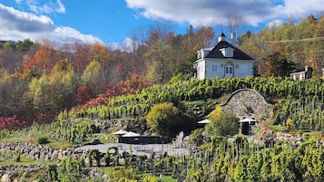 A vineyard with a stone wall, a white building with a black roof, and a clear blue sky.